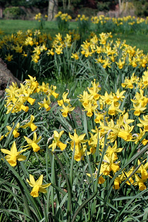Daffodils