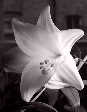 Lily